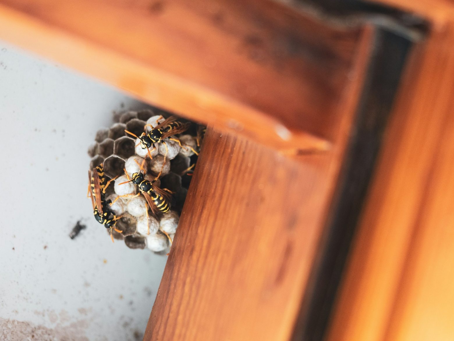 Signs Your Fort Worth Home May Have a Pest Problem