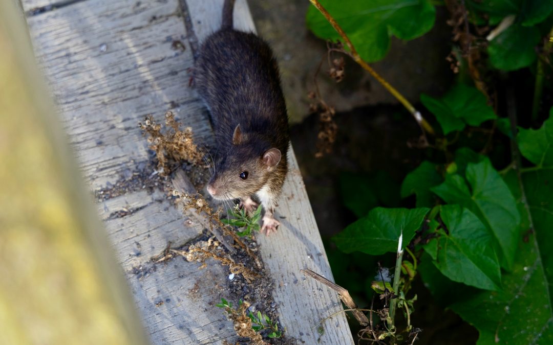 How to Prevent Rats and Mice From Entering Your Fort Worth Home