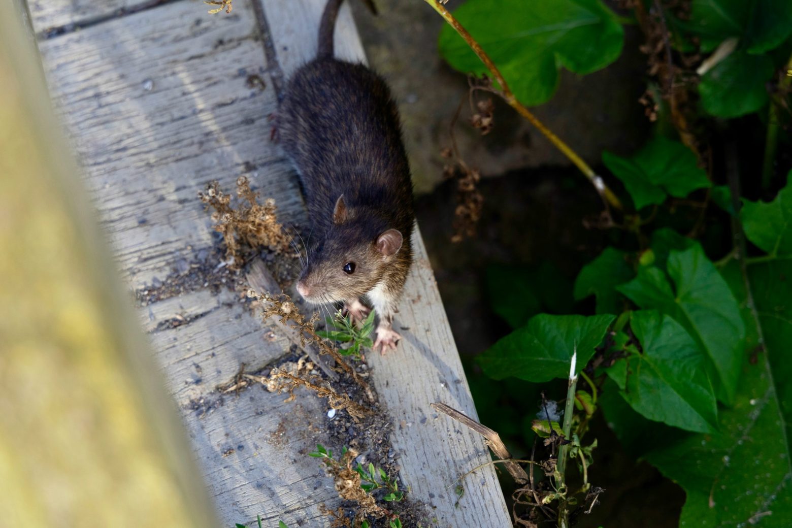 How to Prevent Rats and Mice From Entering Your Fort Worth Home