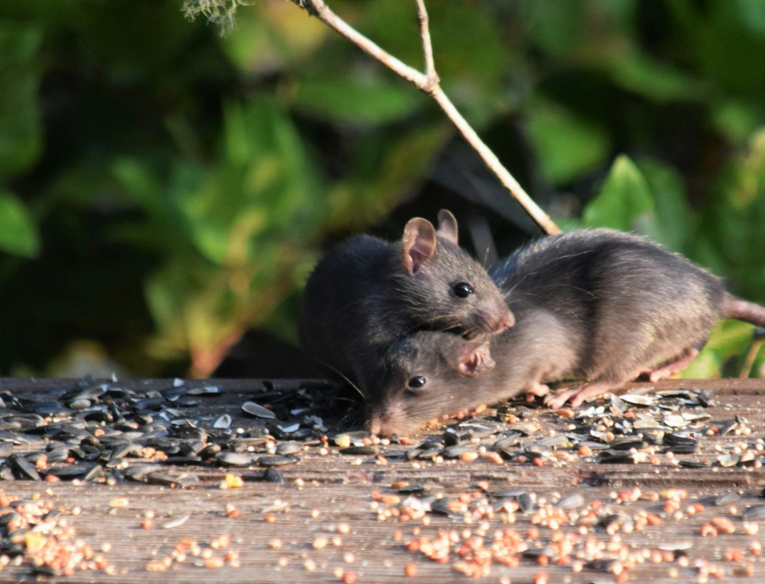 How Pests Get Into Your Fort Worth Home and What You Can Do About It