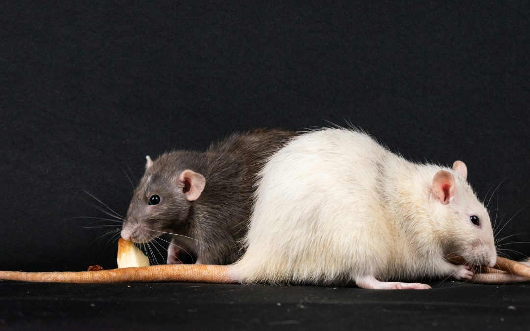 What to Do When Rodents Get Inside Your Fort Worth Home