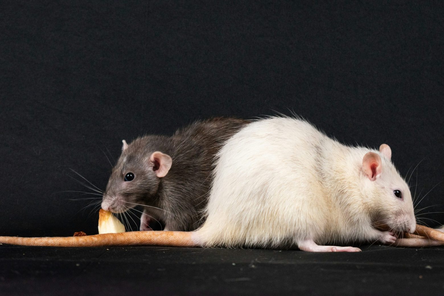 What to Do When Rodents Get Inside Your Fort Worth Home