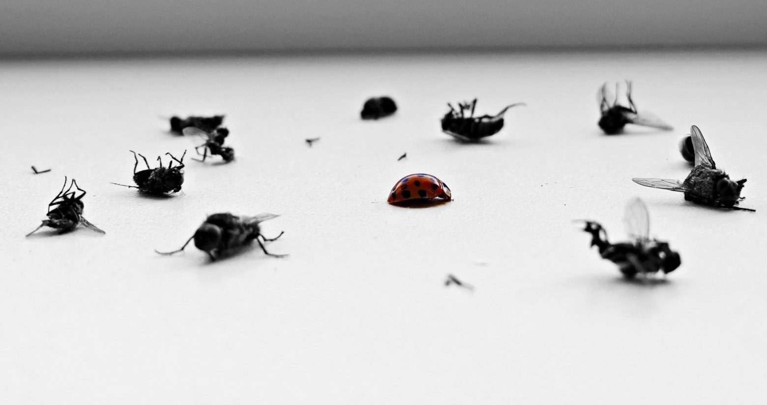 Seasonal Pest Problems in Fort Worth and North Texas