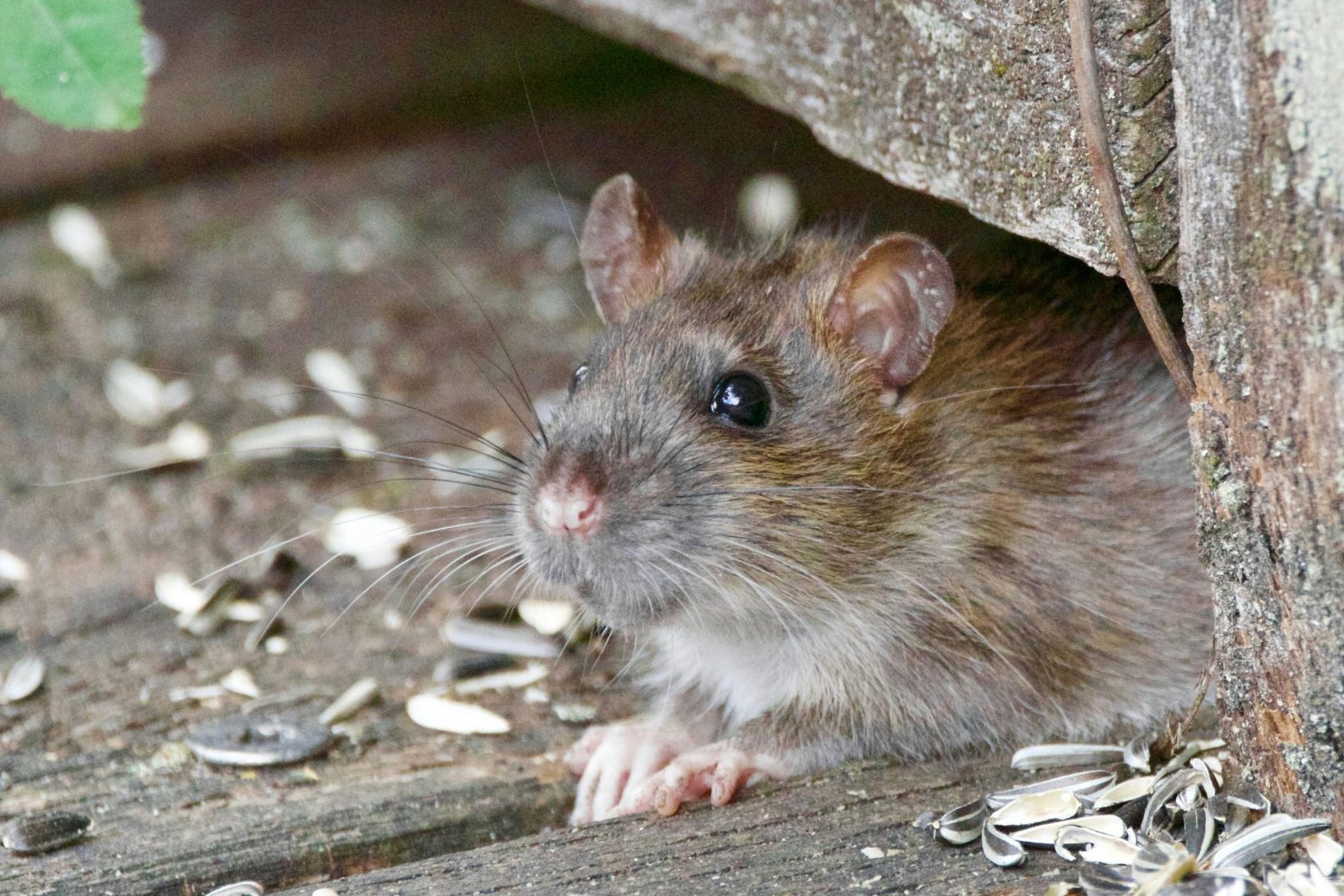 Signs You May Have a Rodent Problem in Your Fort Worth Home