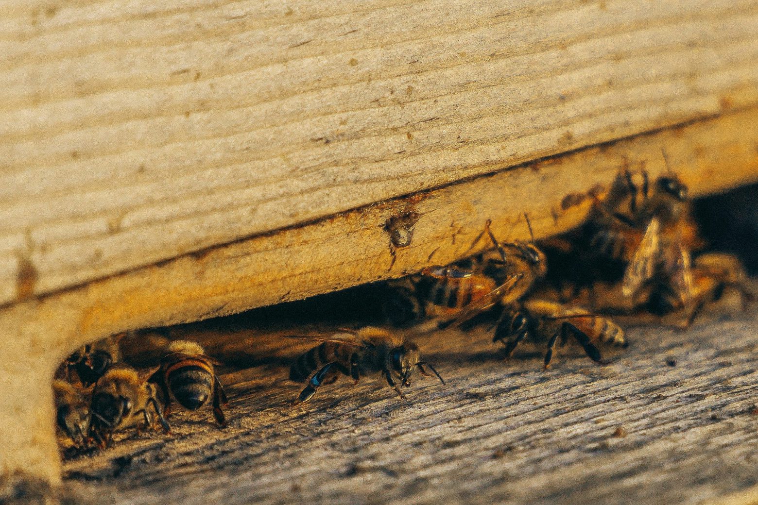 How to Keep Common Pests Out of Your Fort Worth Home